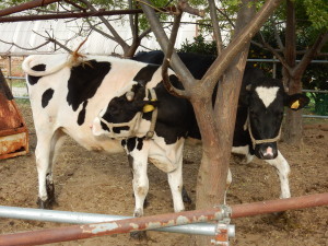 Cow_farm.jpg