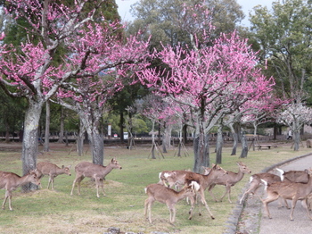 奈良公園.jpg