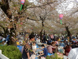 桜祭り_鶴舞公園 (1).jpg