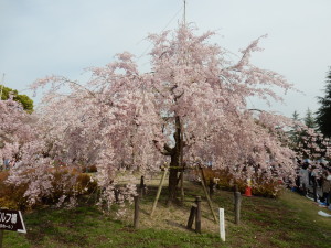 桜祭り_鶴舞公園 (2).jpg