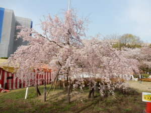 桜祭り_鶴舞公園 (3).jpg