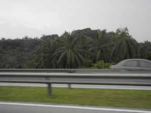 Malaysia_motorway_tropical_forest.jpg