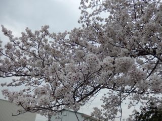 Sakura_2014.JPG
